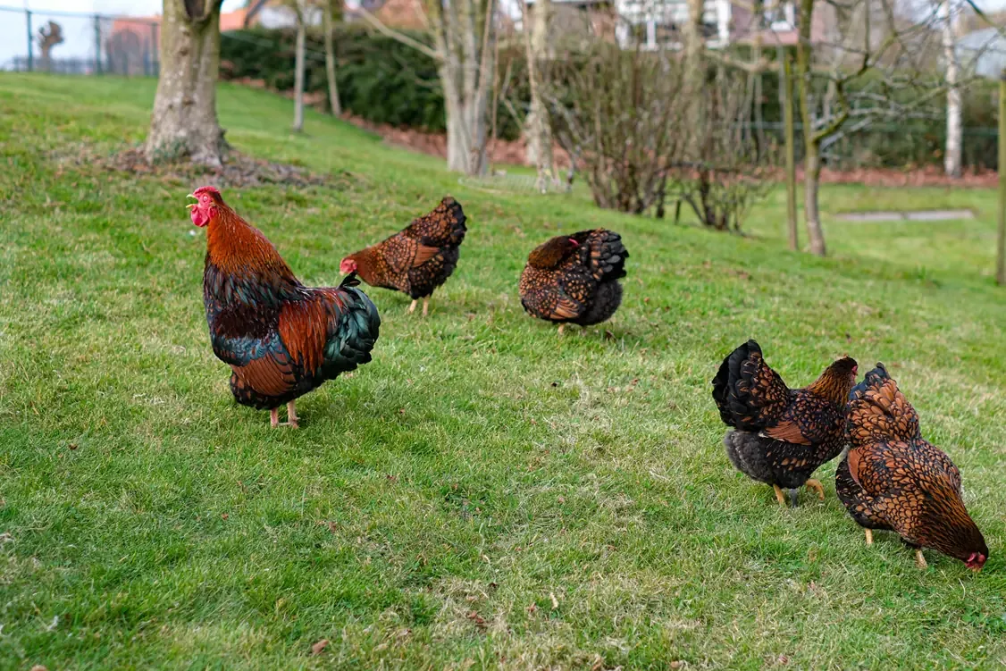 Een vers eitje van de eigen kippen, als ze die ochtend gelegd hebben